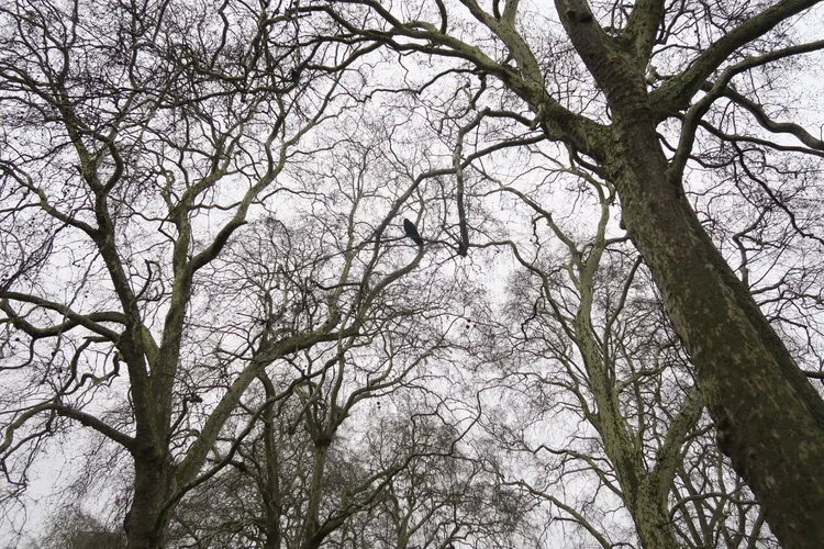 Raven, London, 2019 Thumbnail
