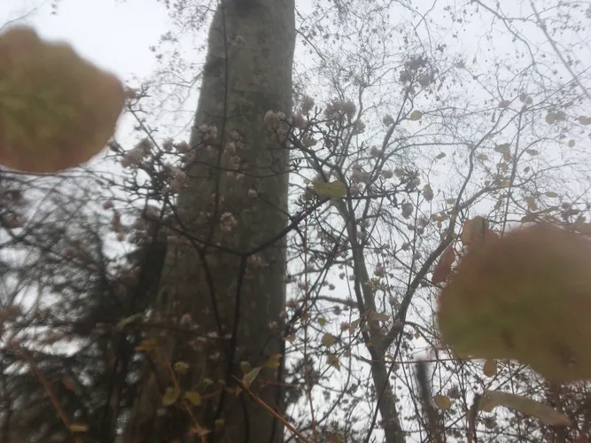 La Fin de l’Automne Thumbnail