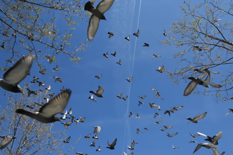 Le ciel Thumbnail